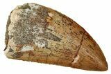 Serrated, Carcharodontosaurus Tooth - Real Dinosaur Tooth #341274-1